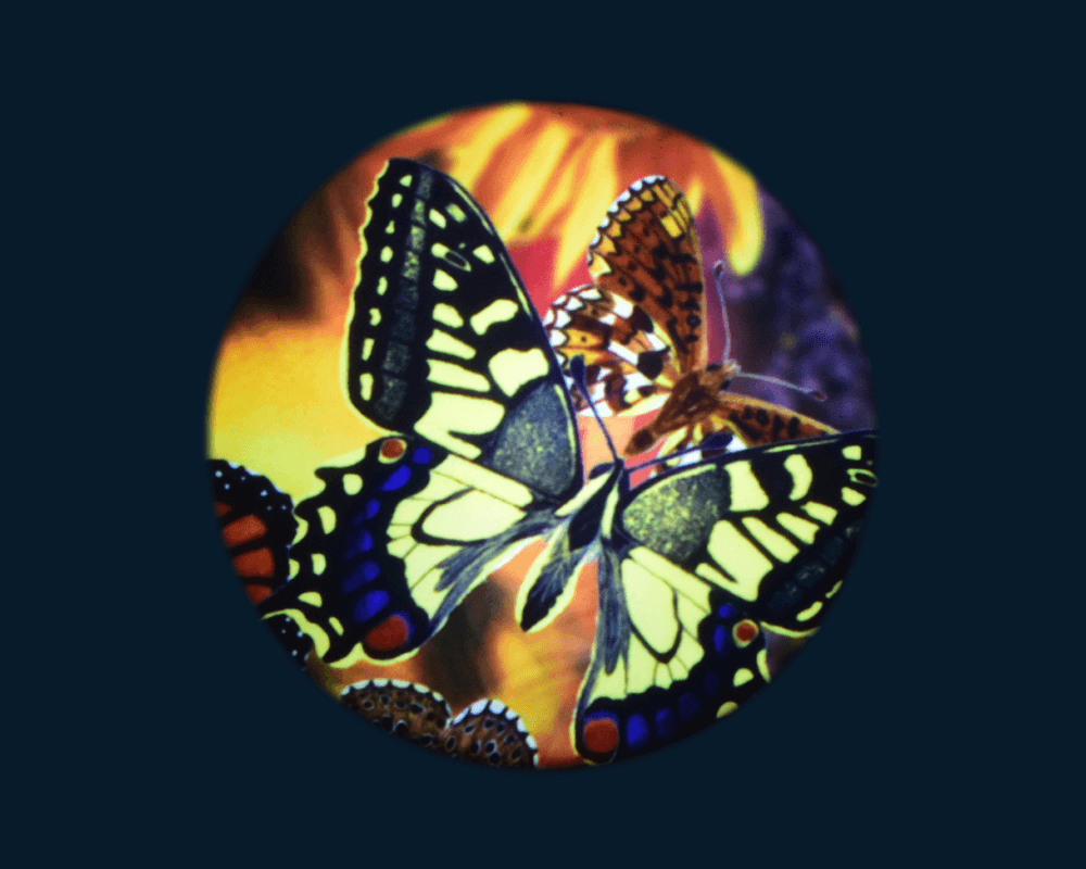 Butterflies Effect Wheel