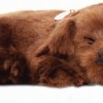 Precious Petzz – Chocolate Labrador Developmental