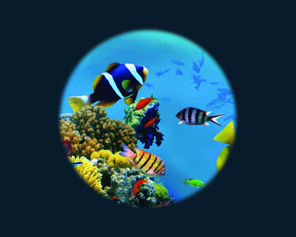 Tropical Fish Effect Wheel