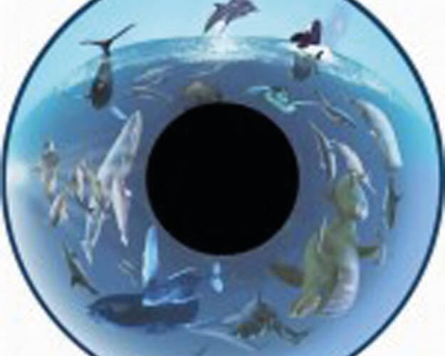 Magnetic Effect Wheels 6″ Whales Multi-Sensory Equipment Size 6