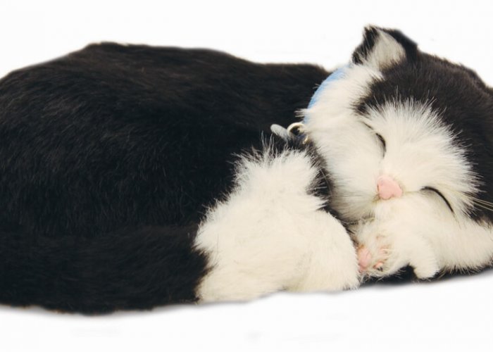 Precious Petzz – Black & White Cat Developmental