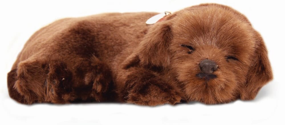 Precious Petzz – Chocolate Labrador Developmental